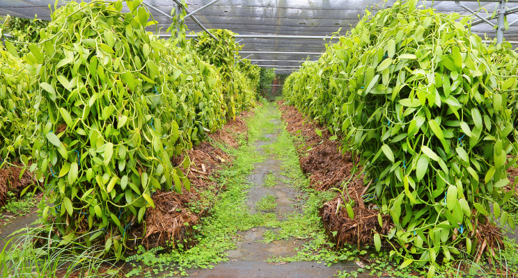 We grow fresh, organic produce using clean methods that protect nature, healthy food.