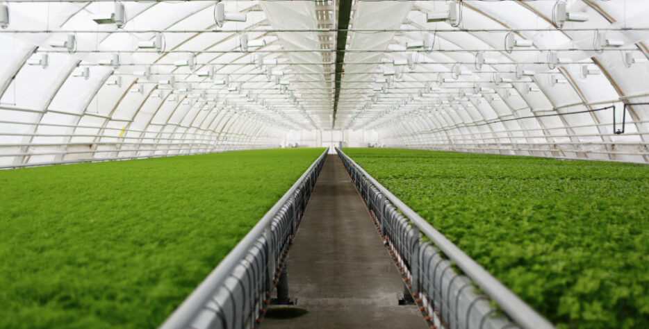 We grow fresh, organic produce using clean methods that protect nature, healthy food.