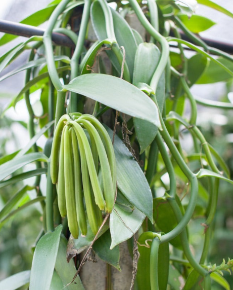 We grow fresh, organic produce using clean methods that protect nature, healthy food.