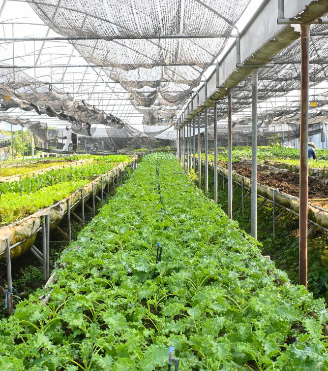 We grow fresh, organic produce using clean methods that protect nature, healthy food.