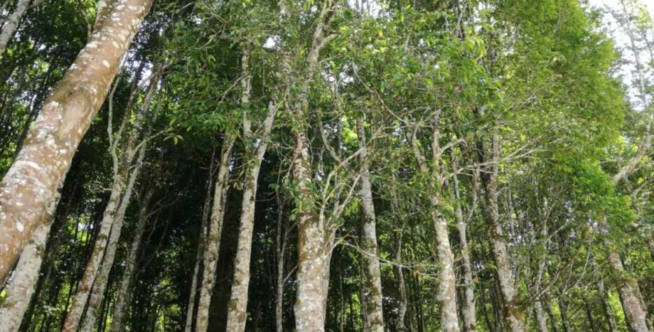 We grow fresh, organic produce using clean methods that protect nature, healthy food.