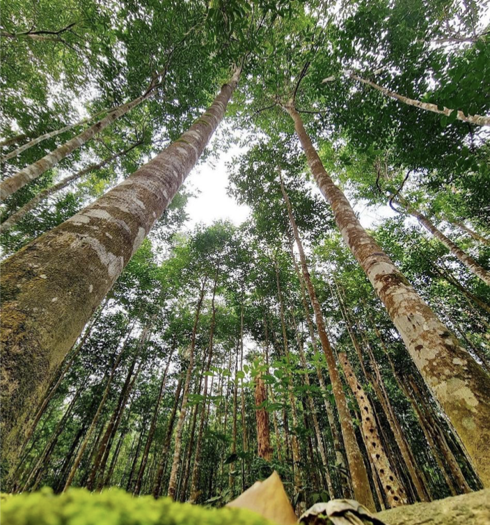 We grow fresh, organic produce using clean methods that protect nature, healthy food.