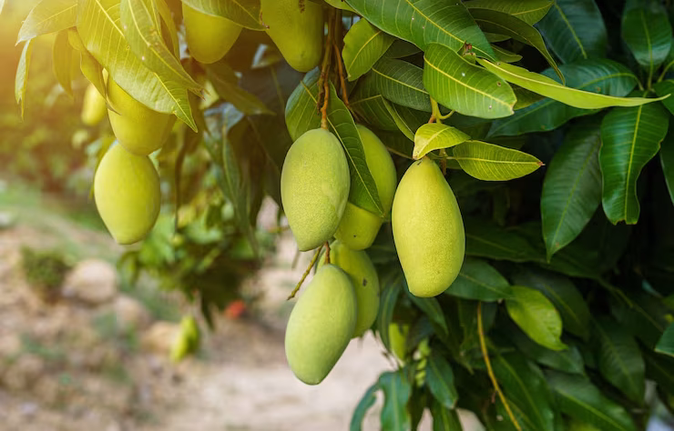 We grow fresh, organic produce using clean methods that protect nature, healthy food.